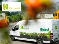 NATTERER JUNGPFLANZEN